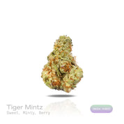 PUFFY Tiger Mintz is an indica-dominant hybrid THCa strain, crafted from the masterful cross of Orange Push Pop × Animal Mintz. The aroma is sweet and inviting, with refreshing minty notes and a hint of juicy berry that lingers pleasantly. Visually, dense green buds with purple hues and fiery orange pistils are coated in sticky trichomes. Consumers often report experiencing deep relaxation and body calm, euphoric mood uplift, and a heightened sense of creativity or focus.