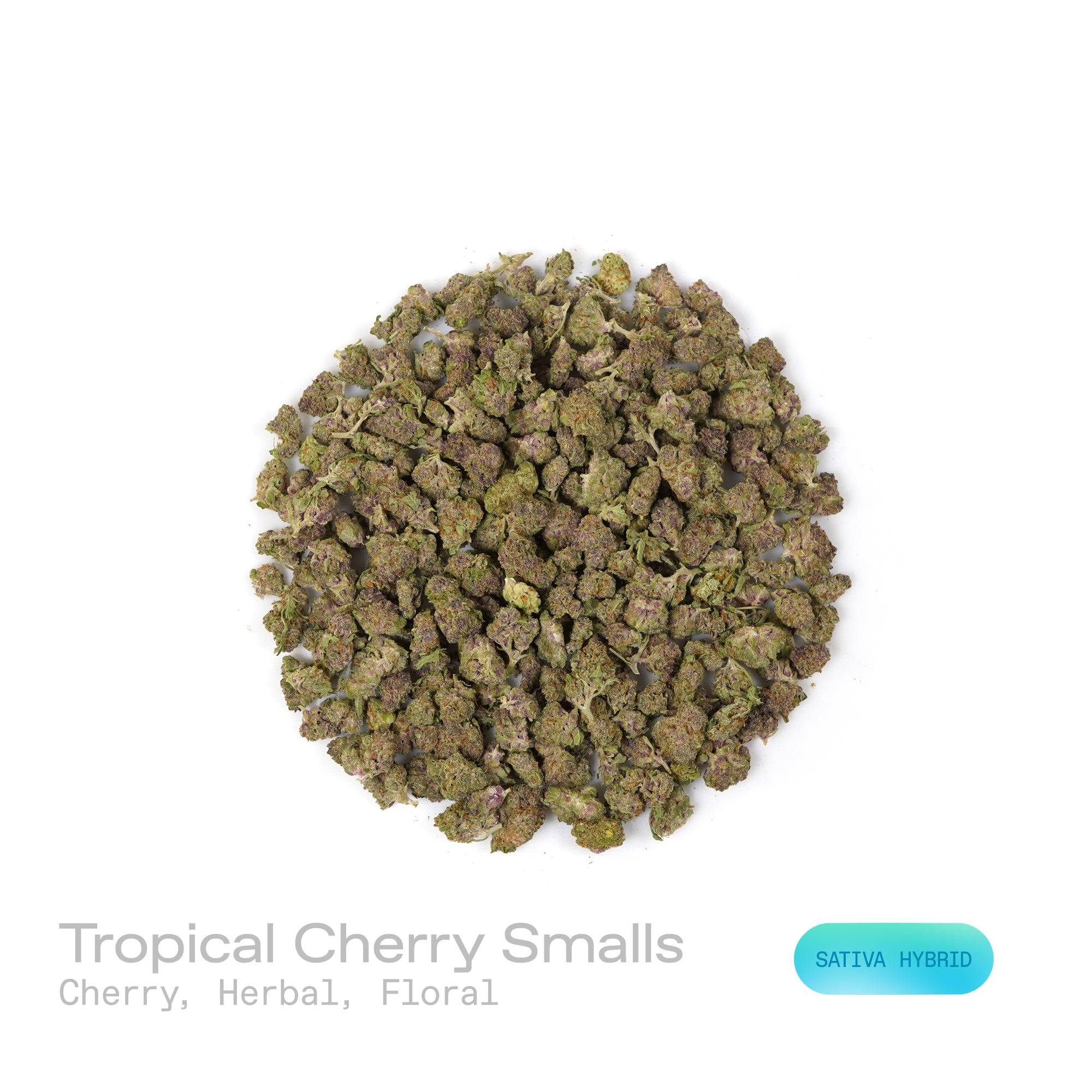 PUFFY Tropical Cherry (smalls) is a sativa-dominant hybrid THCa strain, originating from the fusion of Tropicana Cookies and Cherry Cookies. The aroma is a captivating blend of sweet cherry, fresh herbal undertones, and delicate floral hints. Visually, the buds are dense, showcasing deep purple and green tones accented by bright orange pistils and a frosty trichome layer. Consumers often report a vibrant, uplifting high that boosts mood, sparks creativity, and enhances focus while offering a smooth sense of