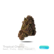 PUFFY Tropical Cherry is a sativa-dominant hybrid THCa strain, typically bred by crossing Tropicana Cookies with Cherry Cookies. The aroma bursts with sweet, fruity notes layered with juicy, tropical richness, creating an inviting and refreshing scent. Visually, the buds are dense and oversized, showcasing deep purple and green tones accented by bright orange pistils and a frosty trichome layer. Consumers often report a vibrant, uplifting high that boosts mood, sparks creativity, and enhances focus while of