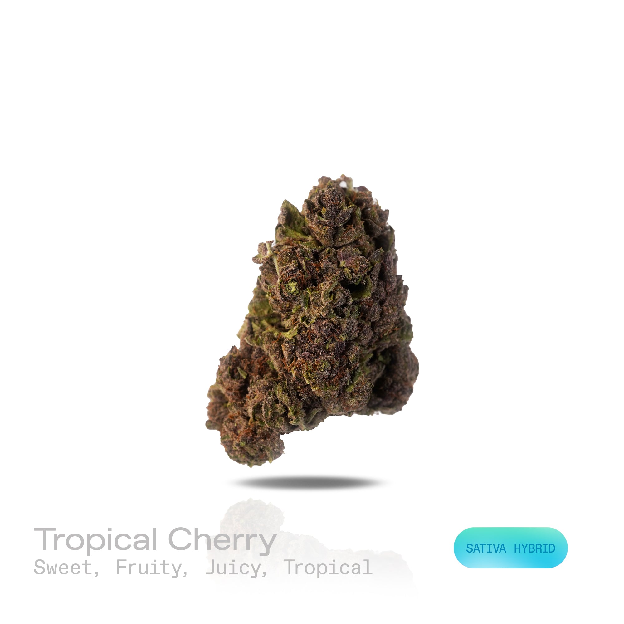 PUFFY Tropical Cherry is a sativa-dominant hybrid THCa strain, typically bred by crossing Tropicana Cookies with Cherry Cookies. The aroma bursts with sweet, fruity notes layered with juicy, tropical richness, creating an inviting and refreshing scent. Visually, the buds are dense and oversized, showcasing deep purple and green tones accented by bright orange pistils and a frosty trichome layer. Consumers often report a vibrant, uplifting high that boosts mood, sparks creativity, and enhances focus while of