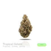 PUFFY Tropical Gelato is a balanced hybrid THCa strain, born from the flavorful cross of Gelato and Pineapple. The aroma combines tropical sweetness with creamy undertones and a subtle earthy finish, creating a rich and balanced scent profile. Visually, the buds are dense with rich green tones, subtle purples, bright orange pistils, and a sparkling frost of trichomes. Consumers often report a bright, euphoric lift that sparks creativity and focus, balanced by a smooth, calming body relaxation that keeps the