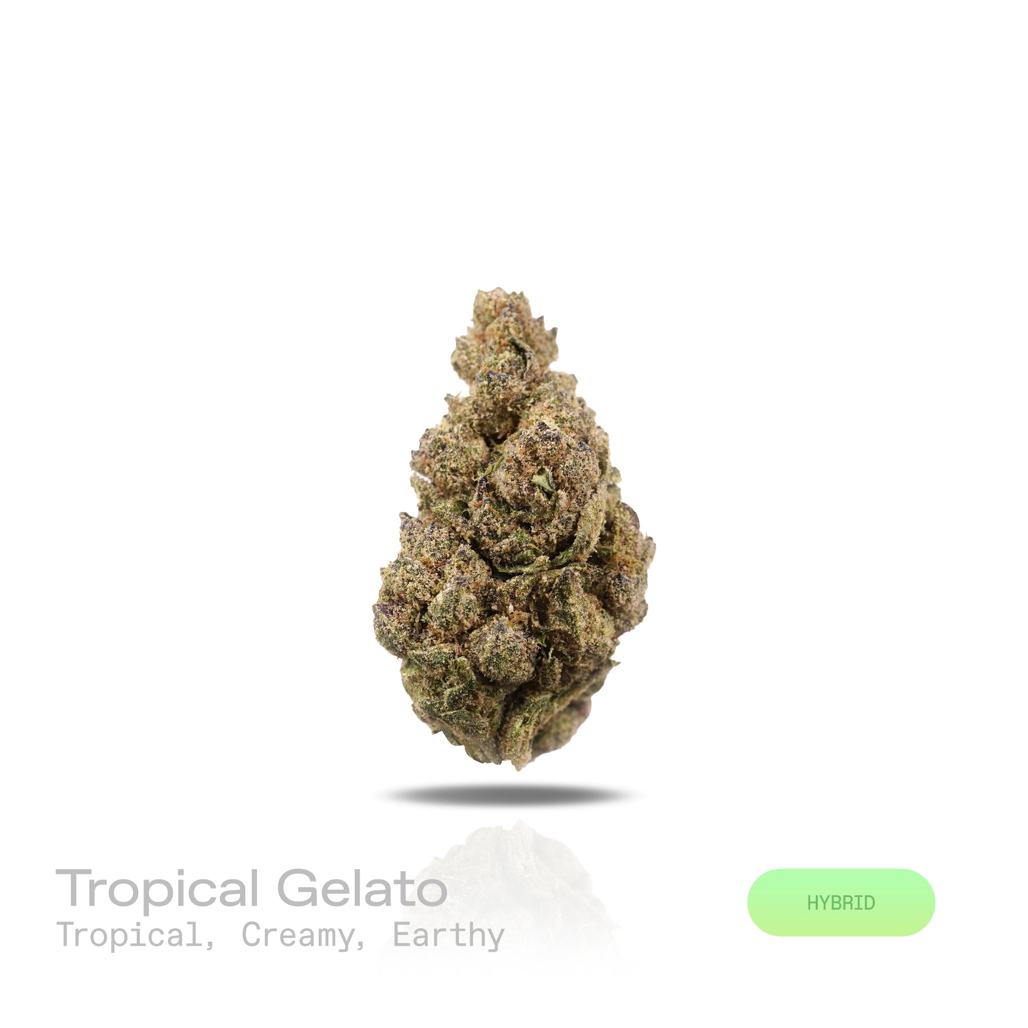PUFFY Tropical Gelato is a balanced hybrid THCa strain, born from the flavorful cross of Gelato and Pineapple. The aroma combines tropical sweetness with creamy undertones and a subtle earthy finish, creating a rich and balanced scent profile. Visually, the buds are dense with rich green tones, subtle purples, bright orange pistils, and a sparkling frost of trichomes. Consumers often report a bright, euphoric lift that sparks creativity and focus, balanced by a smooth, calming body relaxation that keeps the