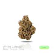 PUFFY White Lobster is a potent hybrid THCa strain born from the powerful cross between Planet Dosi 17 and Ghostface OG. The aroma is rich and gassy, with pungent undertones and a fresh, piney finish.  Visually, the buds are dense and trichome-coated, giving off a frosty, white appearance that reflects the strain’s high potency. Consumers commonly report a euphoric high that is predominantly relaxing yet mentally uplifting, making it an excellent choice for stress relief and mood enhancement.