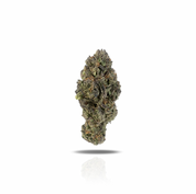PUFFY Zerbert is an indica-dominant hybrid THCa strain created from the flavorful cross of Blue Sherbert and ZKZ. This strain offers a creamy, floral, and dessert-like aroma that’s both sweet and soothing to the senses. Visually, it features dense green buds with purple hints, thick frosty trichomes, and vibrant orange pistils. Consumers often experience a quick euphoric boost, bringing mental clarity and uplifted mood, followed by a gentle body relaxation that eases tension without feeling heavy.