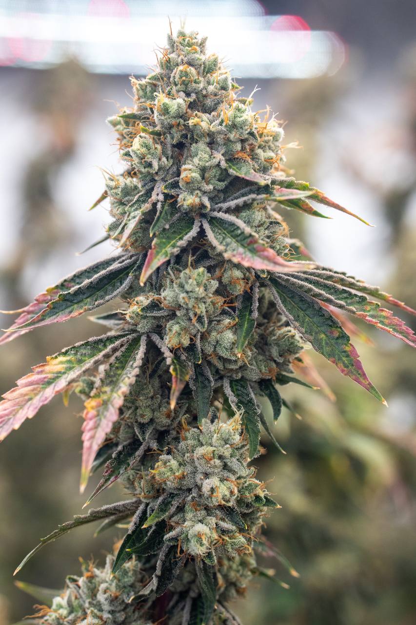 SFV-OG-1.jpg