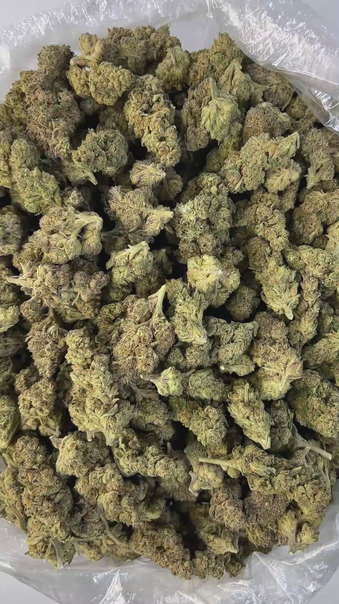 PUFFY Zereal is a well-balanced hybrid THCa strain born from the flavorful cross of Cereal Milk and ZKZ. The aroma is peppery and invigorating, with fresh herbal notes layered over a deep, earthy richness. Visually, it features dense, frosty, cone-shaped buds in rich green, accented by bright orange pistils and occasional hints of blue or purple. Consumers often report fast-acting effects, beginning with an immediate cerebral uplift. The experience is typically marked by waves of euphoria, happiness, and an