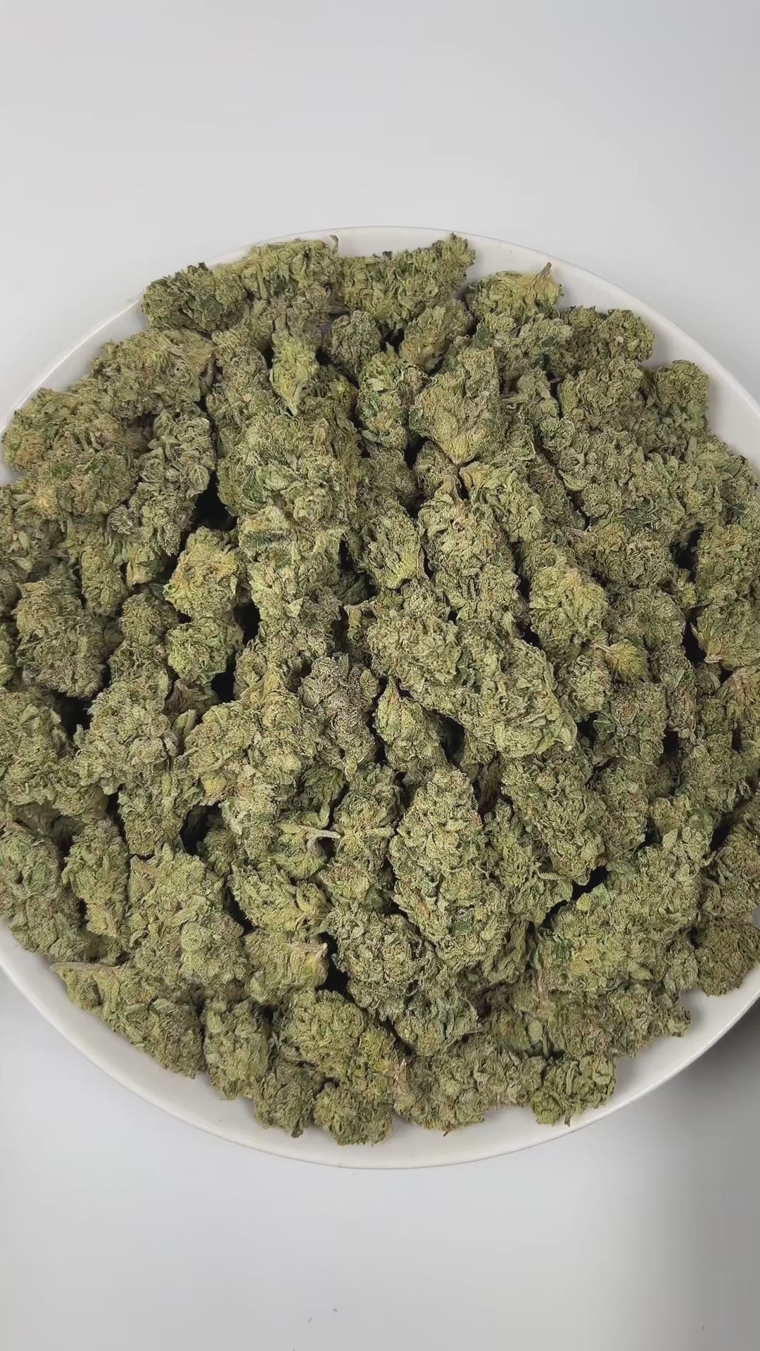 PUFFY Candy Glue is a sativa-dominant hybrid THCa strain, born from the intricate and flavorful cross of GG4, GSC, and ZKZ. The aroma bursts with a playful candy sweetness, underscored by sharp, rubbery notes and a distinct, funky undertone. Visually, the buds are tightly packed with deep forest-green shades, subtle golden highlights, vivid orange pistils, and a generous coating of sparkling trichomes. Consumers often report an uplifting, euphoric mental high paired with soothing body relaxation, with poten