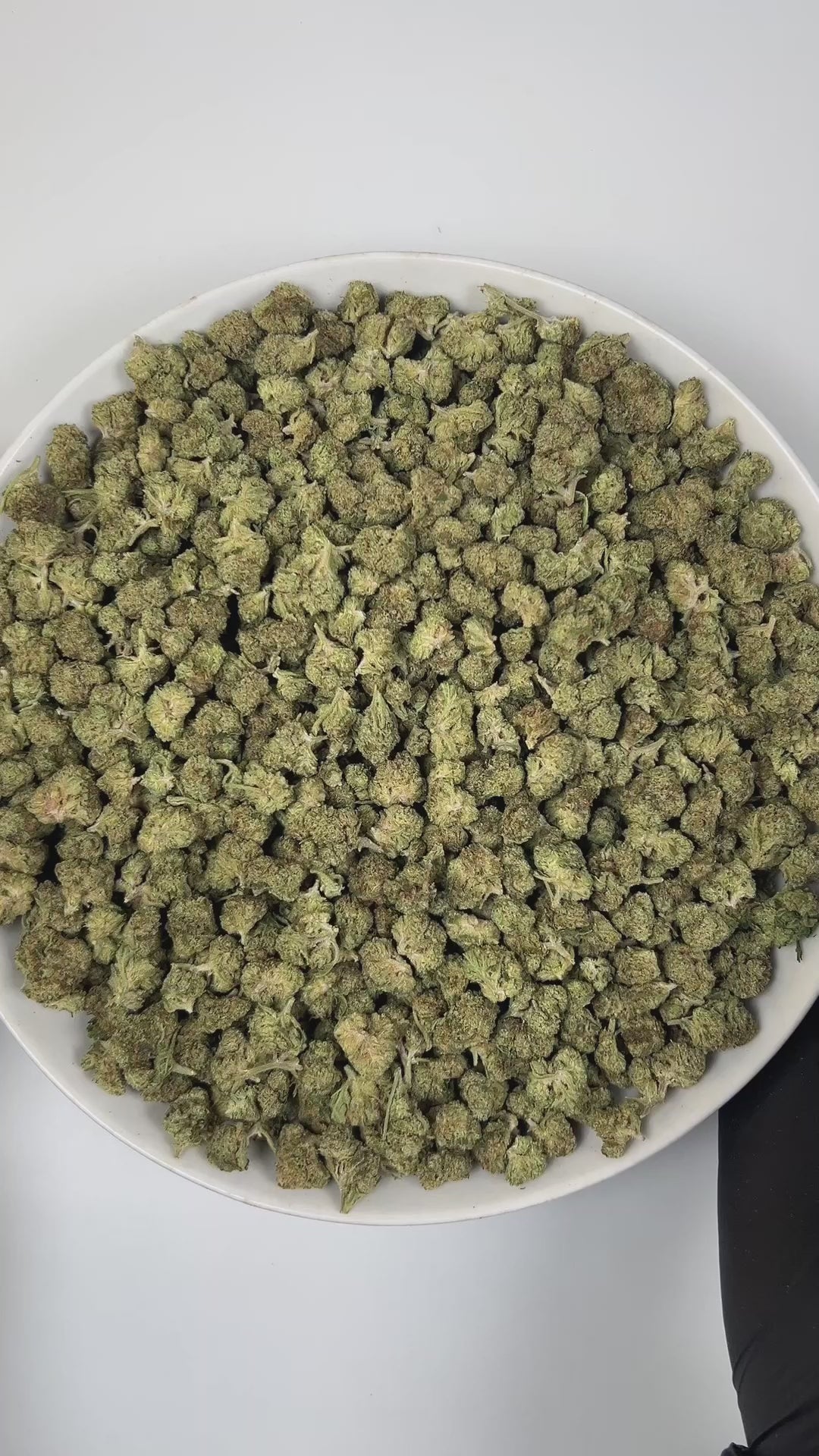 PUFFY Permanent Marker (smalls) is an indica-dominant hybrid THCa strain, born from the complex cross of Biscotti, Jealousy, and Sherbet BX. The aroma opens with bright citrus notes layered over warm, woody undertones, rounded out by a soft floral sweetness that adds depth and elegance to the overall scent profile. Visually striking, the buds feature deep purple and green hues, bright orange pistils, and a thick coating of sparkling resinous trichomes. Consumers often report a blissful euphoria that uplifts