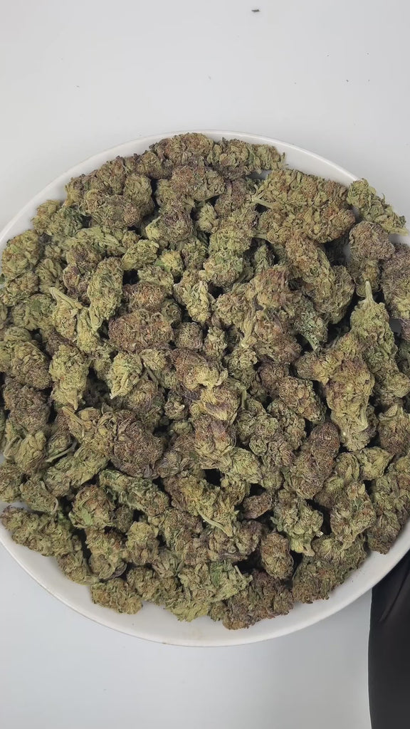 PUFFY Jealousy is a balanced hybrid THCa strain, expertly crafted from a potent cross between Sherbet Bx1 and Gelato 41. The aroma is a delightful blend of sweet, fruity notes, smooth creamy undertones, and delicate floral hints that captivate the senses. Visually striking, the dense buds display dark purple hues, vivid greens, and fiery orange pistils, all dusted with frosty trichomes. Consumers often note a balanced experience that eases stress and lifts the mood while blending mental relaxation with ener