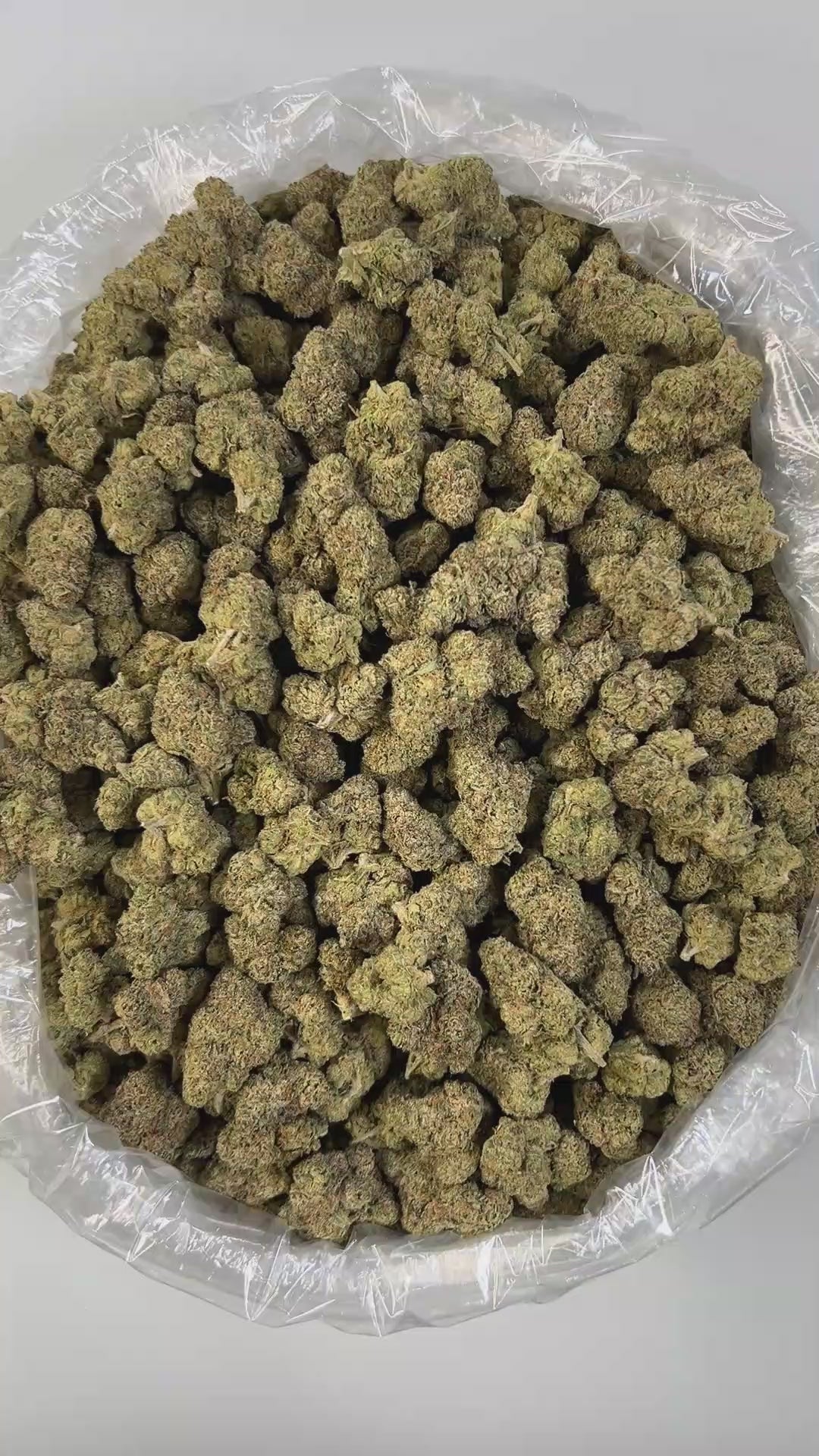 PUFFY Lemon Cherry Gelato is a legendary hybrid THCa strain, expertly crafted from a potent cross between Sunset Sherbet and Girl Scout Cookies. The aroma bursts with sour citrus and fruity notes, softened by earthy, gassy undertones. Its flavor blends zesty lemon, sweet cherry, and berry with a smooth, creamy gelato-like finish. Visually, buds are dense and frosty, featuring deep green and purple hues with bright orange pistils and a thick coating of sparkling trichomes. Consumers often report an initial w