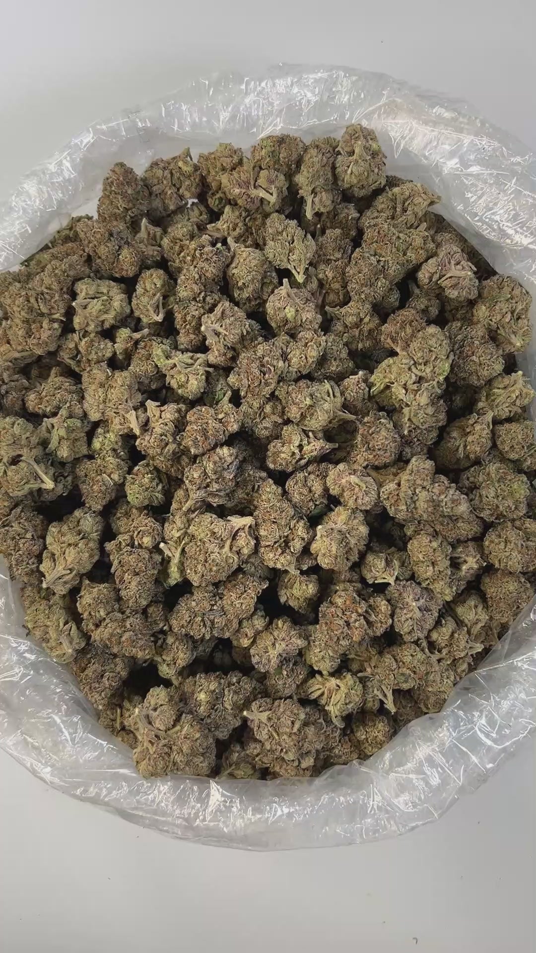 PUFFY High Society is a premium hybrid THCa strain born from the potent cross of GMO and Biscotti. This luxurious cultivar offers a richly earthy and woody aroma, evoking the scent of fresh forest soil and aged cedar, layered with subtle notes of warm spice. Its flavor profile is smooth and indulgent creamy with a nutty finish that lingers on the tongue. Visually, the buds are dense and frosty, showcasing deep purple and green hues, vibrant orange hairs, and a thick, sparkling coat of trichomes. Consumers o