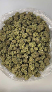 PUFFY Blueberry Lemonade is a balanced hybrid THCa strain born from the flavorful fusion of Blueberry Fuel and Vegas Lemon Skunk. It offers a refreshing aromatic profile, bright citrus and juicy berry notes layered with a cool touch of eucalyptus, creating a clean and invigorating finish. Visually, buds are dense and frosty, showcasing rich emerald-green tones accented by fiery orange pistils and occasional flashes of deep purple, all enveloped in a generous coat of glistening white trichomes. Consumers oft
