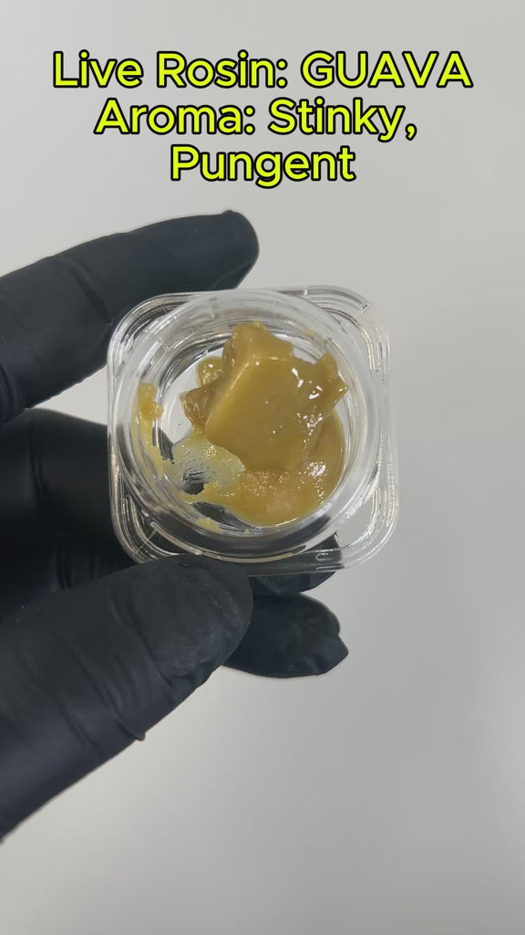 PUFFY THCa concentrate Guava is a standout sativa-leaning hybrid and a prized phenotype of the renowned Gelato strain. Known for its irresistible fusion of fruity sweetness and gassy undertones, Guava delivers a flavorful experience that’s perfect for those with a sweet tooth. Its vibrant aroma and uplifting effects make it an ideal choice for starting the day on a bright note—offering a smooth, energizing high that inspires focus, creativity, and good vibes from the first puff.