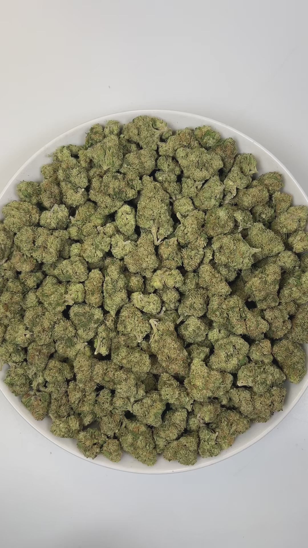 PUFFY Bluephoria is a balanced hybrid THCa strain, born from the renowned cross of Glitter Bomb × Good Greens Candy. The aroma is pungent and gassy, with bright bursts of berry and a zesty lime twist. Visually, dense deep green buds with purple hues and fiery orange pistils are coated in sticky trichomes. Consumers often report an invigorating mental lift that fuels creativity and social moments, while a smooth, relaxing body buzz melts away tension.