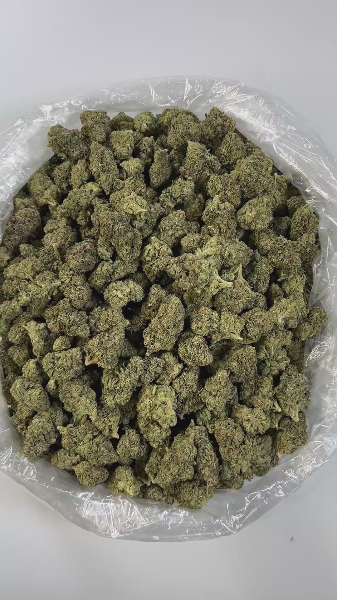 PUFFY Ice Queen is a sativa-dominant hybrid THCa strain, born from the legendary pairing of White Widow and Cinderella 99. Aroma is creamy and smooth, layered with bright tropical fruit notes and a sweet candy-like finish, evoking the scent of a tropical dessert with a luscious, indulgent twist. The flavor is equally rich, creamy and smooth with a velvety mouthfeel. Visually, the buds are light and fluffy with rounded clusters, dark olive-green hues, neon highlights, and a heavy coat of frosty white trichom