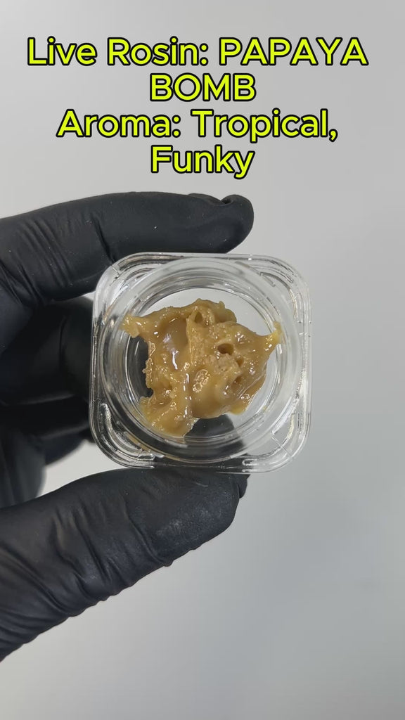 PUFFY THCa concentrate Papaya Bomb is a potent hybrid that fuses the tropical sweetness of Papaya with the explosive power of THC Bomb. This stony hybrid delivers a flavorful punch with every hit—perfect for those seeking both taste and potency. Even if fruit isn’t your thing, its bold aroma of ripe papaya, skunky earth, and hints of pine—paired with its vibrant, electric-green appearance—might just change your mind about your daily dose of greens.