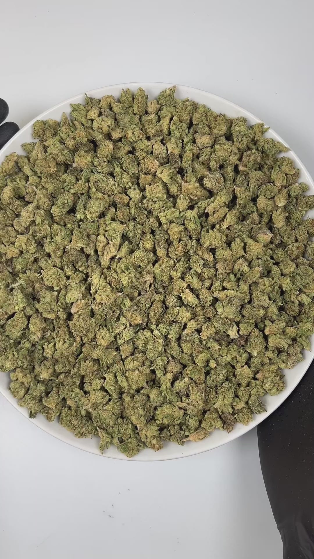 PUFFY Obama Twist (smalls) is a balanced hybrid THCa strain, born from the bold and flavorful cross of Lemon Tree × Obama Kush. The aroma opens with a sharp, tangy lime zest, layered over rich woody notes and underscored by a bold, diesel undertone. Visually, the buds are dense and striking, with vibrant green and purple tones, bright orange pistils, and a frosty coating of trichomes. Consumers often report an uplifting, creativity-boosting high paired with a perfectly balanced sense of relaxation that invi