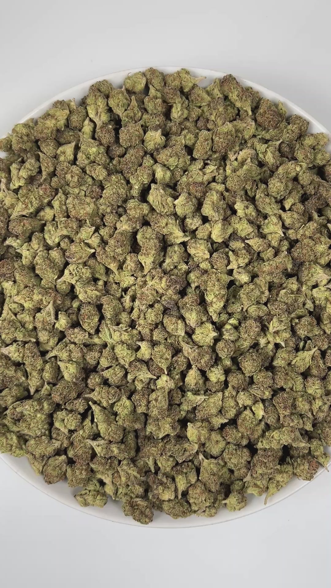 PUFFY Gush Mintz (smalls) is an indica-dominant hybrid THCa strain, born from the cross of Kush Mints × (F1 Durb × Gushers). The aroma is a distinctive blend of cool mint and savory cheese, layered with a sharp, pungent edge that gives it a bold and memorable character. Visually, the buds are dense and striking, showcasing dark green and deep purple hues intertwined with vibrant orange pistils and a sparkling layer of shimmering trichomes. Consumers often describe a powerful, body-zapping high that dissolve