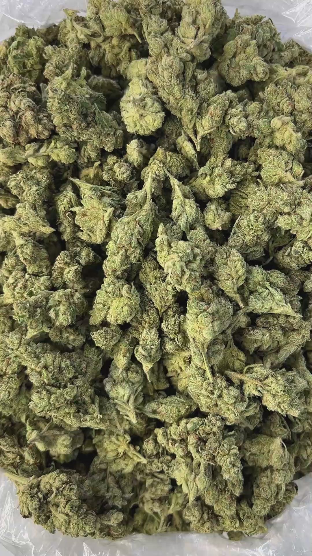 PUFFY GG4, also known as Gorilla Glue #4 is a potent hybrid THCa strain created from a cross between Chem’s Sister, Sour Dubb, and Chocolate Diesel. This strain boasts a bold and pungent aroma, a powerful fusion of gas and sharp menthol, delivering a refreshing scent with a distinct icy edge. The flavor profile is equally rich, offering a harmonious blend of earthy tones, subtle sweetness, and delicate hints of chocolate and coffee. Visually, the buds are dense and chunky, showcasing a vibrant green color a