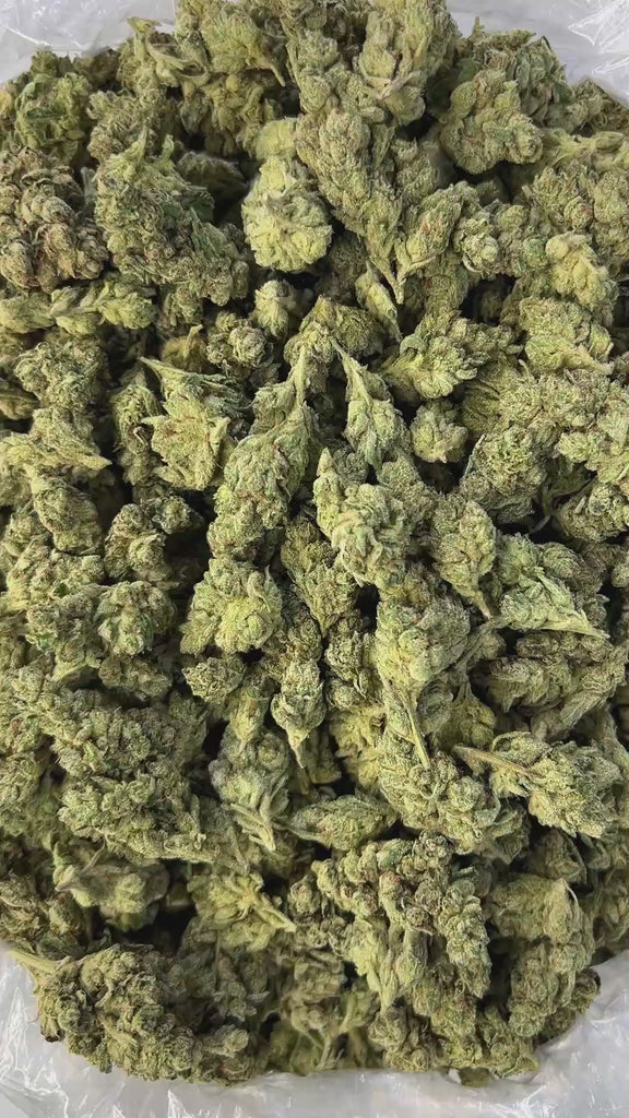 PUFFY GG4, also known as Gorilla Glue #4 is a potent hybrid THCa strain created from a cross between Chem’s Sister, Sour Dubb, and Chocolate Diesel. This strain boasts a bold and pungent aroma, a powerful fusion of gas and sharp menthol, delivering a refreshing scent with a distinct icy edge. The flavor profile is equally rich, offering a harmonious blend of earthy tones, subtle sweetness, and delicate hints of chocolate and coffee. Visually, the buds are dense and chunky, showcasing a vibrant green color a