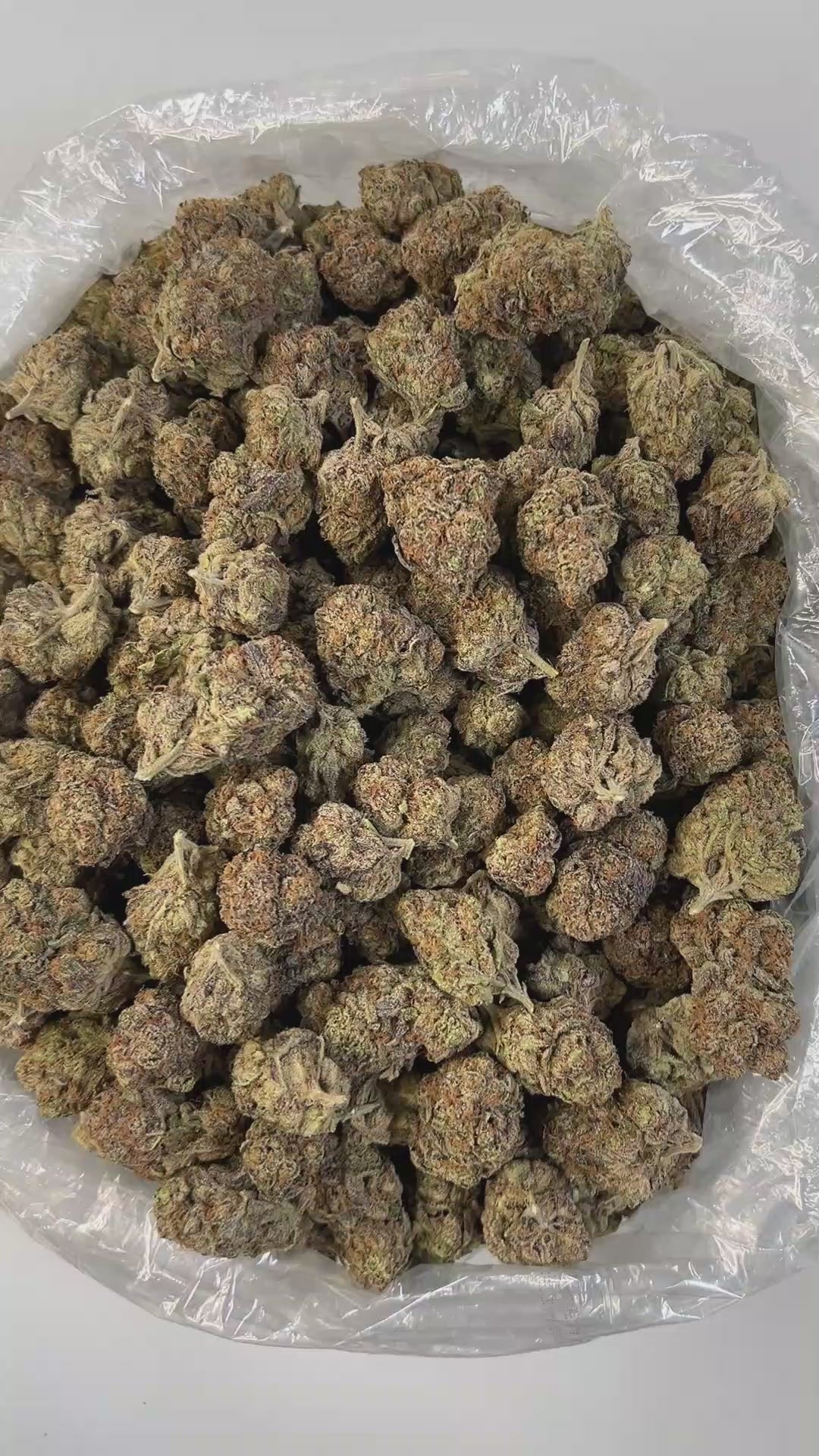 PUFFY Blueberry Pancake is an indica-dominant hybrid born from the cross of DJ Short Blueberry and either Purple Panty Dropper or a hybrid with Slurricane. Its aroma delivers a striking blend of sharp chemical and gassy notes, balanced by the sweet, refreshing scent of ripe fruits and fresh berries. Visually, the buds are dense and heavily coated in trichomes, displaying a vibrant mix of deep green, blue-purple, and olive tones, accented by bright orange pistils and a thick layer of visible resin. Consumers