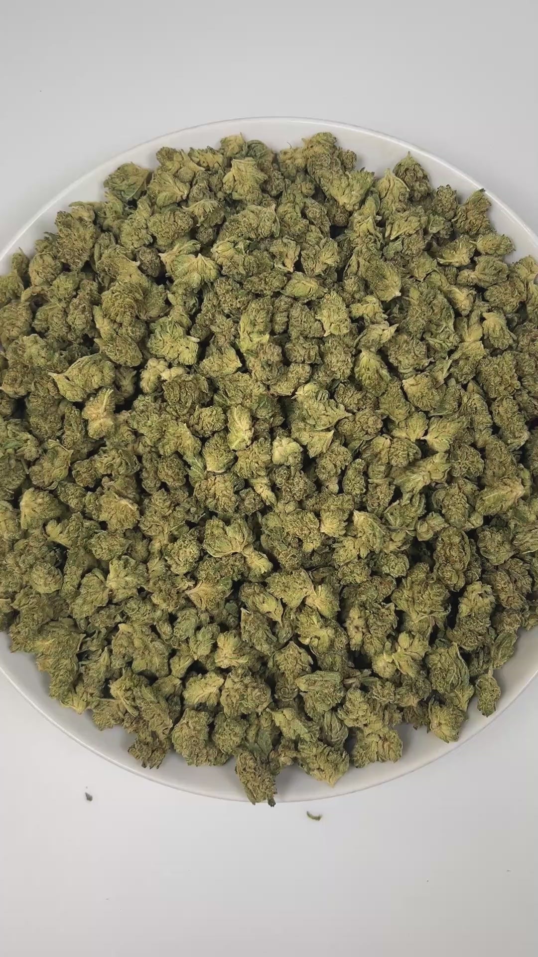 PUFFY GG4 (smalls), also known as Gorilla Glue #4 is a potent hybrid THCa strain, created from a cross between Chem’s Sister, Sour Dubb, and Chocolate Diesel. The aroma blends earthy undertones with bright citrus and a touch of spice, offering a warm and invigorating scent profile. Visually, the buds are dense and chunky, showcasing a vibrant green color accented by fiery orange pistils. Consumers frequently report an intense euphoric high, marked by an uplifting mental buzz that promotes happiness, carefre