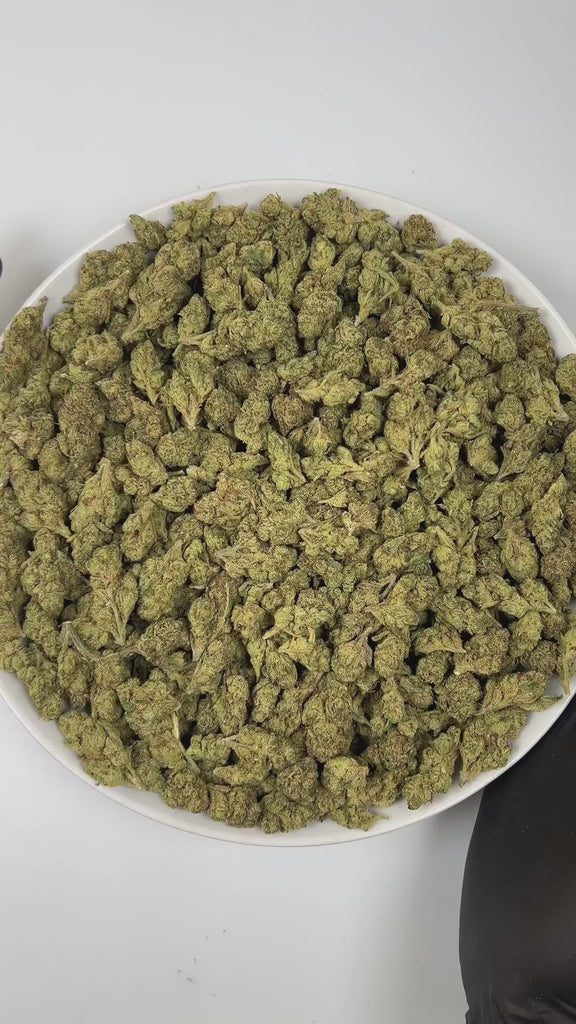 PUFFY Black Cherry Gelato is an indica-dominant hybrid THCa strain, crafted from the legendary lineage of Black Cherry Funk and Acai (Gelato). The aroma opens with sweet, ripe cherry notes, layered with fresh herbal nuances and a grounding earthy undertone. Visually, the buds are compact and resinous, showcasing rich forest-green tones with occasional purple accents, bright orange pistils, and a sparkling layer of trichomes. Consumers often report an uplifting, euphoric, and focused cerebral high that gradu