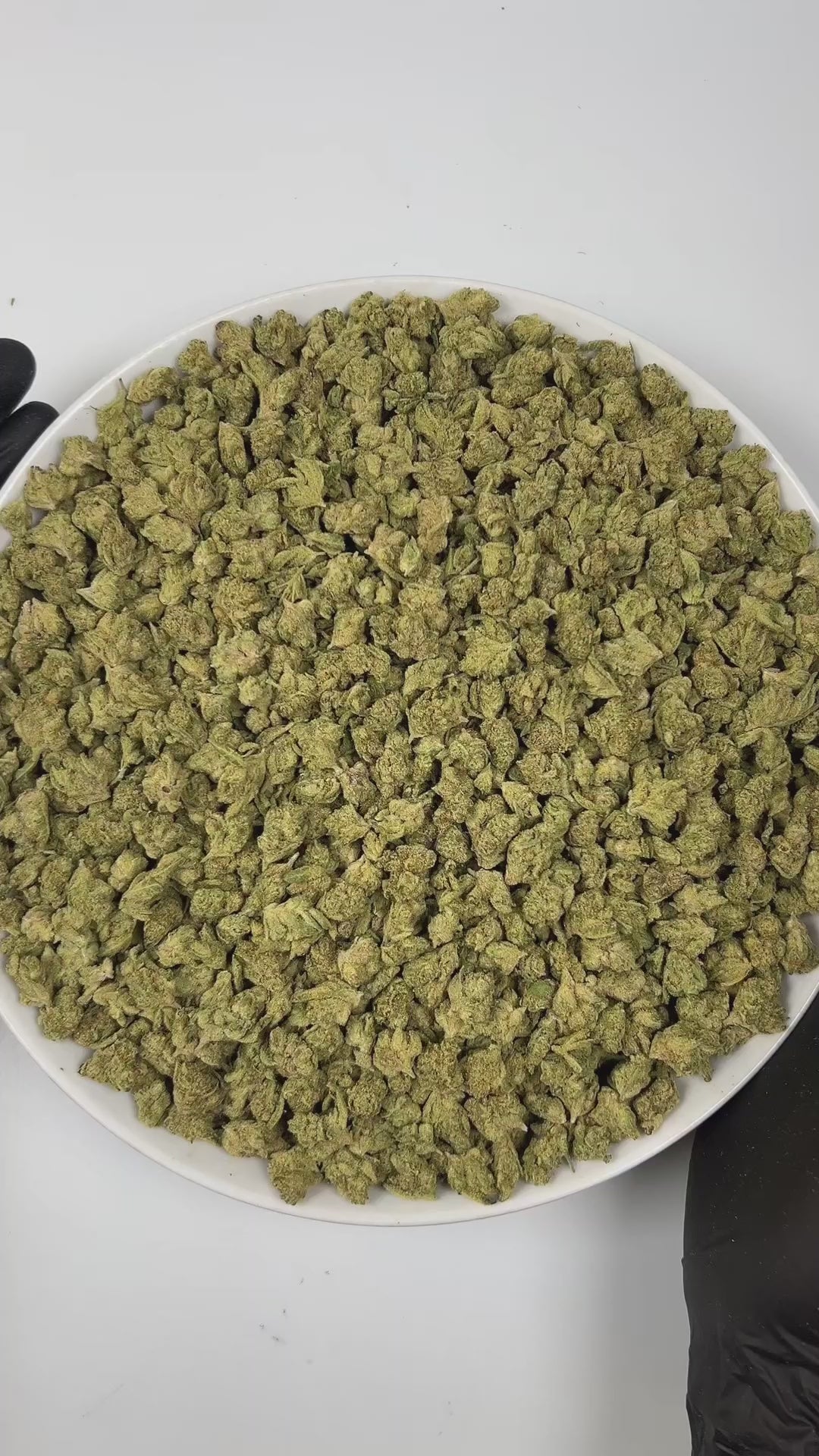 PUFFY Watermelon (smalls) is an indica-dominant hybrid THCa strain, bred from the renowned cross of Watermelon x Kush genetics. The aroma greets the senses with sweet, juicy melon notes, layered over a rich earthy base and accented by sharp, pungent undertones. Visually, the buds are thick and well-formed, showcasing dark green tones with streaks of purple, fiery orange pistils, and a sparkling coat of trichomes. Consumers often describe a calming, full-bodied high that lifts the mood while easing tension, 