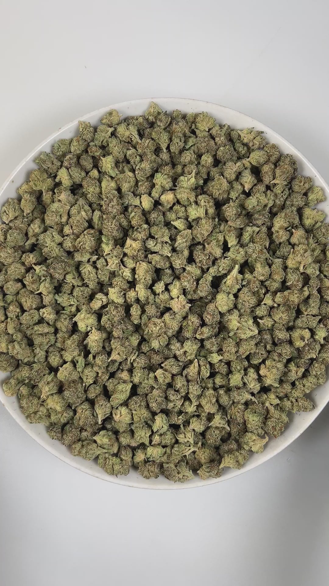 PUFFY Ice Cream Cake (smalls) is an Indica-dominant hybrid THCa strain, born from the potent cross between Wedding Cake and Gelato #33. The aroma unfolds with warm baked notes, sweet hints of vanilla, and delicate floral undertones. Visually, its buds are dense and chunky, showcasing a vibrant mix of green and purple hues with occasional touches of lavender, accented by fiery orange pistils. Consumers often report an experience that begins with a euphoric, uplifting cerebral high, gradually easing into a de