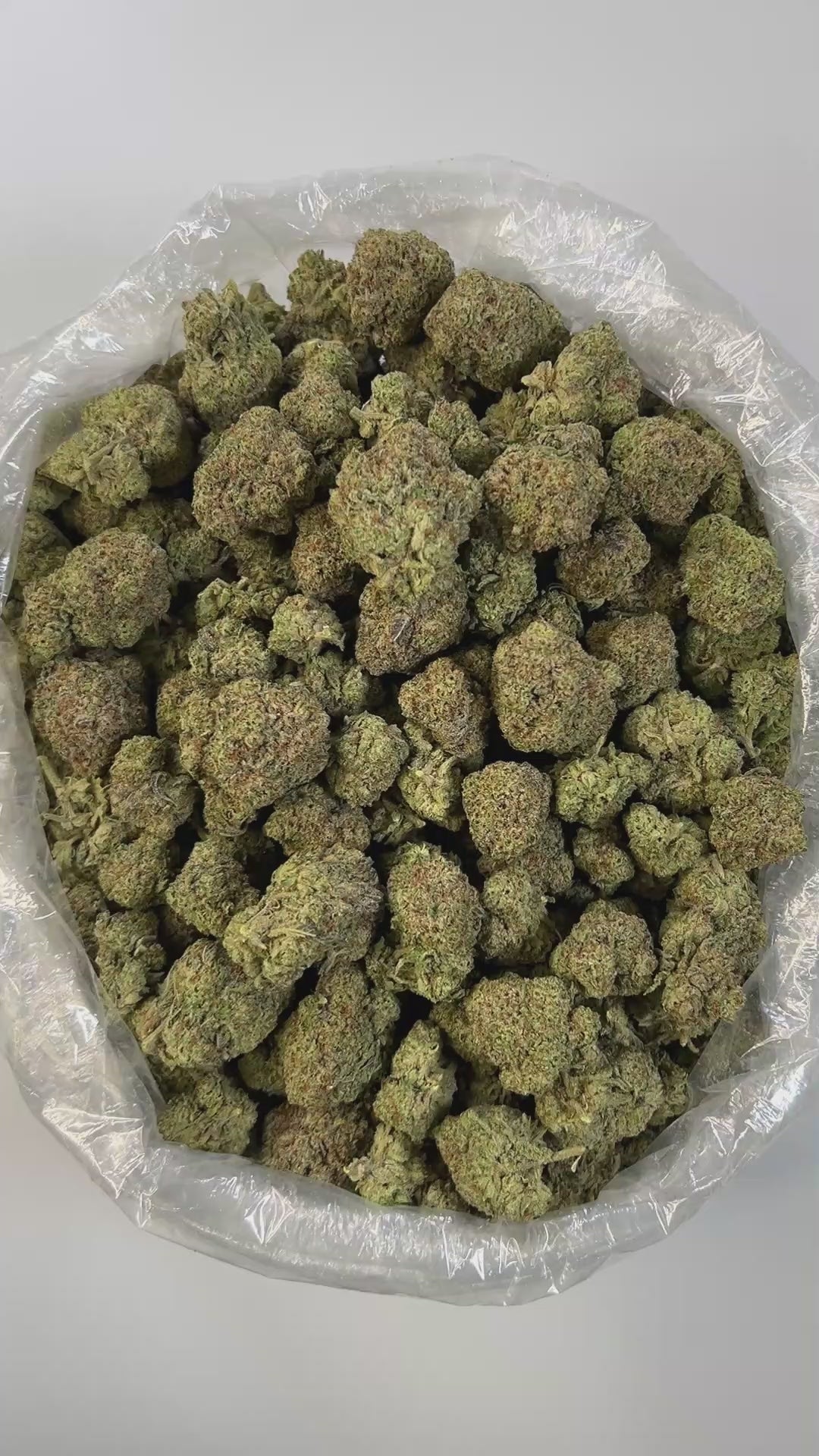 PUFFY King Gelato is an indica-dominant hybrid THCa strain created from the potent pairing of High Octane and Curelato. This strain features a bold, gassy aroma with sweet, cake-like undertones that linger on the senses. Visually, the buds are dense and eye-catching forest green in color with dark, shadowy hues and bright orange pistils woven throughout. Consumers often report a euphoric and calming body high that melts away tension, while enhancing focus and promoting emotional uplift. Many also describe f