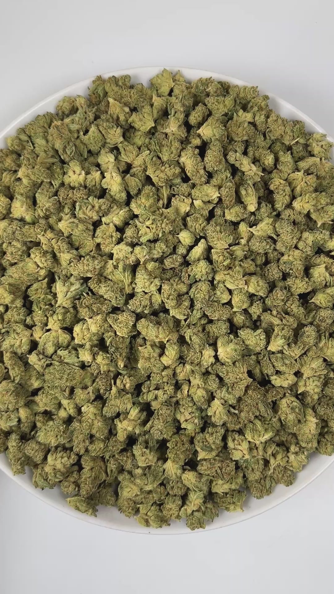 PUFFY GG4 (smalls) also known as Gorilla Glue #4 is a potent hybrid THCa strain, created from a cross between Chem’s Sister, Sour Dubb, and Chocolate Diesel. The aroma combines earthy notes with bright citrus accents and a hint of spice, creating a warm and invigorating scent profile. Visually, the buds are dense and chunky, showcasing a vibrant green color accented by fiery orange pistils. Consumers frequently report an intense euphoric high, marked by an uplifting mental buzz that promotes happiness, care