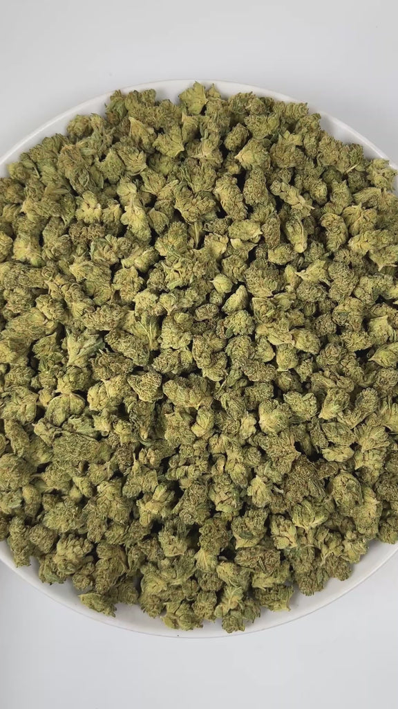PUFFY GG4 (smalls) also known as Gorilla Glue #4 is a potent hybrid THCa strain, created from a cross between Chem’s Sister, Sour Dubb, and Chocolate Diesel. The aroma combines earthy notes with bright citrus accents and a hint of spice, creating a warm and invigorating scent profile. Visually, the buds are dense and chunky, showcasing a vibrant green color accented by fiery orange pistils. Consumers frequently report an intense euphoric high, marked by an uplifting mental buzz that promotes happiness, care