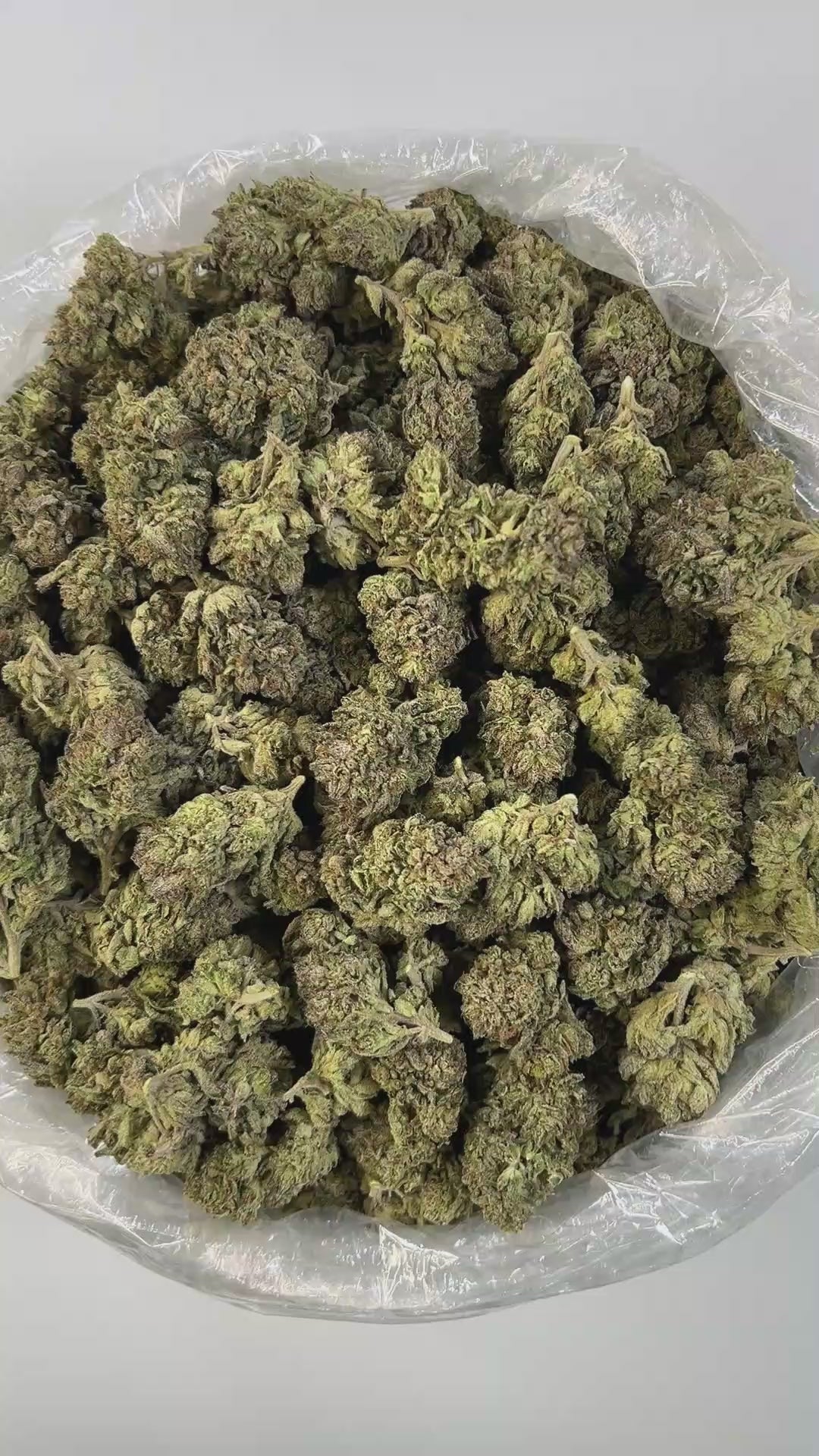 PUFFY Candy Gas is a balanced hybrid THCa strain crafted from the legendary pairing of Gelato 41 (Bacio Gelato) and Runtz. Its aroma bursts with sweet candy notes layered over sharp gassy undertones and a bold chemical edge flavors that seamlessly carry through in each smooth, flavorful hit. Visually, it features dense, mid-sized buds with bright green and deep purple hues, fiery orange pistils, and a thick blanket of sparkling trichomes. Consumers often report a perfectly balanced high that starts with a e
