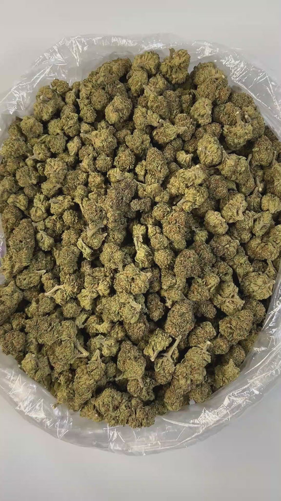 PUFFY Lemon Pie is a sativa-dominant hybrid THCa strain, born from the cross of Skunk #1 and Amnesia Haze. This strain boasts a sharp, sour aroma complemented by deep earthy undertones, creating a bold and invigorating scent profile. Visually, the buds are dense and chunky, generously coated in frosty trichomes, and display a vibrant bright green color with striking orange hairs. Consumers often report that it begins with an energetic, creative cerebral buzz that sparks focus and inspiration. As the effects