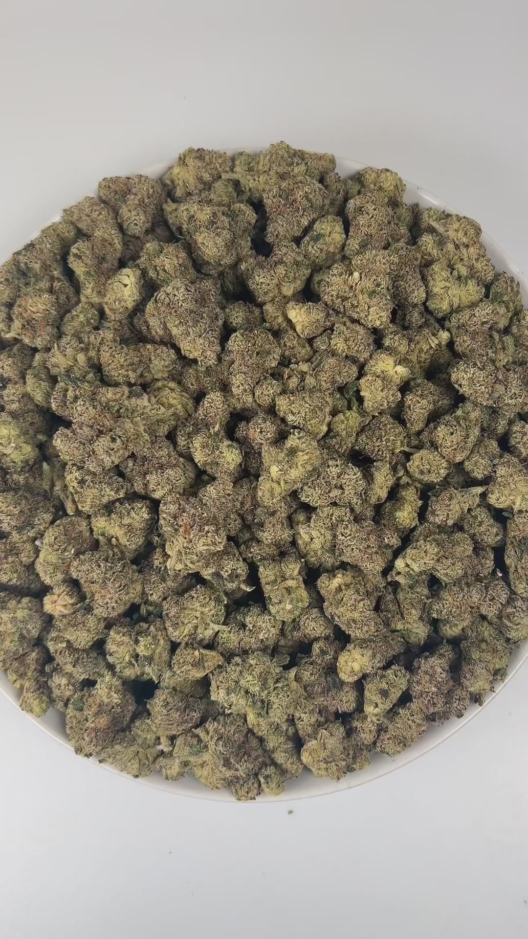 PUFFY Blue Nerdz is a balanced hybrid THCa strain, born from the fusion of Forbidden Fruit and Watermelon Z. The aroma bursts with sweet candy notes intertwined with ripe berries and a fresh piney finish, offering a delightful blend of fruity and forest-like scents. Visually, it features compact, bulbous buds in green and deep purple hues, highlighted by orange pistils and a thick frost of trichomes. Consumers often report an initial cerebral uplift characterized by euphoria, elevated mood, and a burst of c
