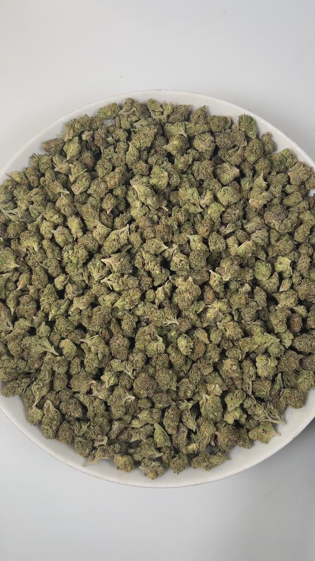 PUFFY Applescotti (smalls) is a balanced hybrid THCa strain, born from the flavorful cross between  Apples & Bananas and Biscotti. The aroma is a crisp and invigorating mix of fresh apple, piney freshness, and rich fuel-like undertones. The buds are dense and vibrant, showcasing lush green and deep purple hues, accented by bright orange pistils and a generous coating of sparkling trichomes. Consumers often report a balanced high that begins with uplifting, clear-headed mental effects, enhancing focus, mood,