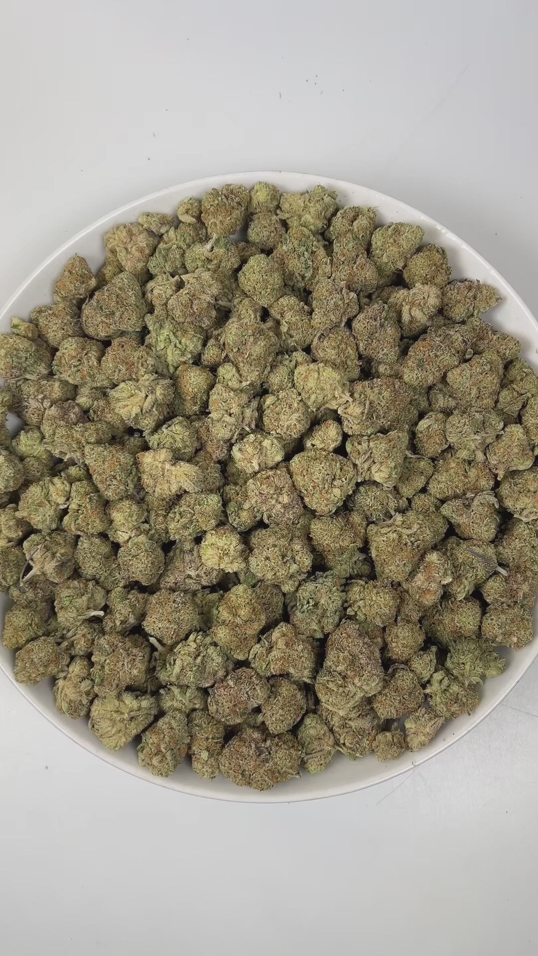 PUFFY Tangelo is a sativa-dominant hybrid THCa strain, born from a powerful cross between Tangerine Sunrise × Gorkle. The aroma bursts with bright, zesty oranges, intertwined with fresh pine notes and a distinctive funky undertone, creating a vibrant and memorable scent profile. Visually, dense green buds with purple hues and fiery orange pistils are coated in sticky trichomes. Consumers often report an uplifting and energizing experience, delivering euphoria, enhanced sociability, heightened creativity, a 