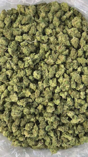 PUFFY Super Silver Haze (smalls) is a sativa-dominant hybrid THCa strain, expertly crafted from a flavorful and legendary three-way cross of Skunk #1, Northern Lights, and Haze. The aroma is a refreshing blend of cool menthol and crisp eucalyptus, balanced by the sharp, clean scent of pine. Visually, the buds are spade-shaped with a bright lime green hue, accented by fiery orange pistils and coated in a dense layer of silvery-white trichomes. Consumers often describe feeling a surge of energy, heightened eu