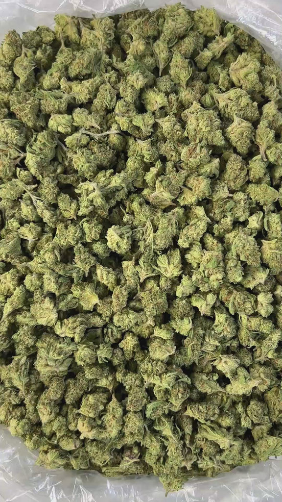 PUFFY Super Silver Haze (smalls) is a sativa-dominant hybrid THCa strain, expertly crafted from a flavorful and legendary three-way cross of Skunk #1, Northern Lights, and Haze. The aroma is a refreshing blend of cool menthol and crisp eucalyptus, balanced by the sharp, clean scent of pine. Visually, the buds are spade-shaped with a bright lime green hue, accented by fiery orange pistils and coated in a dense layer of silvery-white trichomes. Consumers often describe feeling a surge of energy, heightened eu