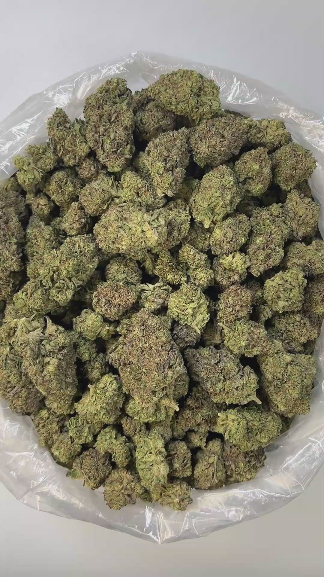PUFFY Butter Pecan is a well-balanced hybrid THCa strain crafted from the potent cross of Blue Cream and GMO/TK Skunk. Its aroma is rich and indulgent, blending creamy, sweet, cake-like notes that evoke the scent of freshly baked desserts, warm, comforting, and irresistibly inviting. Visually, the buds are dense and vibrant green, occasionally tinged with purple, and covered in thick, creamy-white trichomes with striking dark orange hairs. Consumers often report a euphoric lift accompanied by relaxed muscle