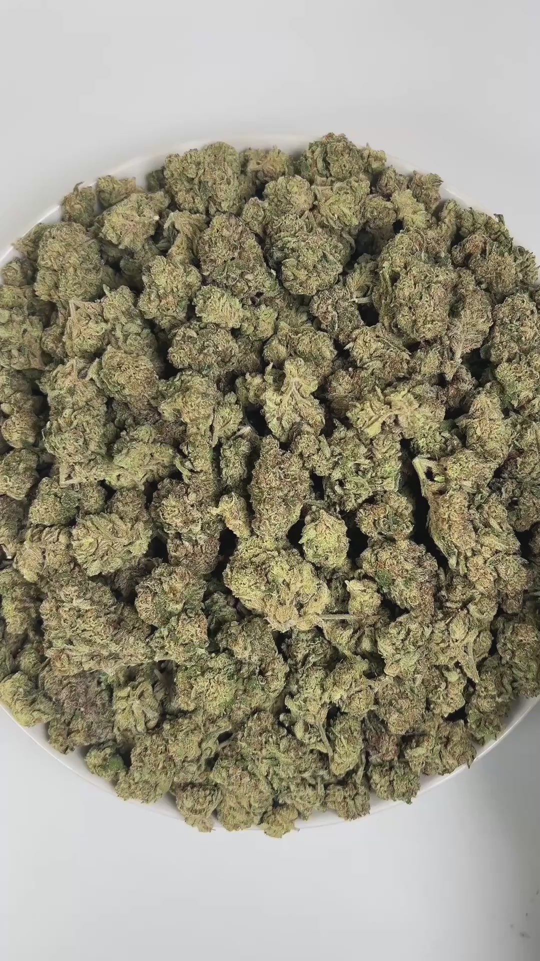 PUFFY Pink Starburst is a balanced hybrid THCa strain, created from a complex cross of DJ Short’s legendary Blueberry, Headband, and Sour Diesel BX3. The aroma opens with sweet candy notes, layered with delicate floral hints and a sharp, tangy sourness. Visually, the buds are dense and vibrant lime-green with touches of purple-pink, adorned with bright orange pistils and a sparkling coating of crystal trichomes. Consumers often report a euphoric, uplifting, and creative high that boosts happiness and motiva