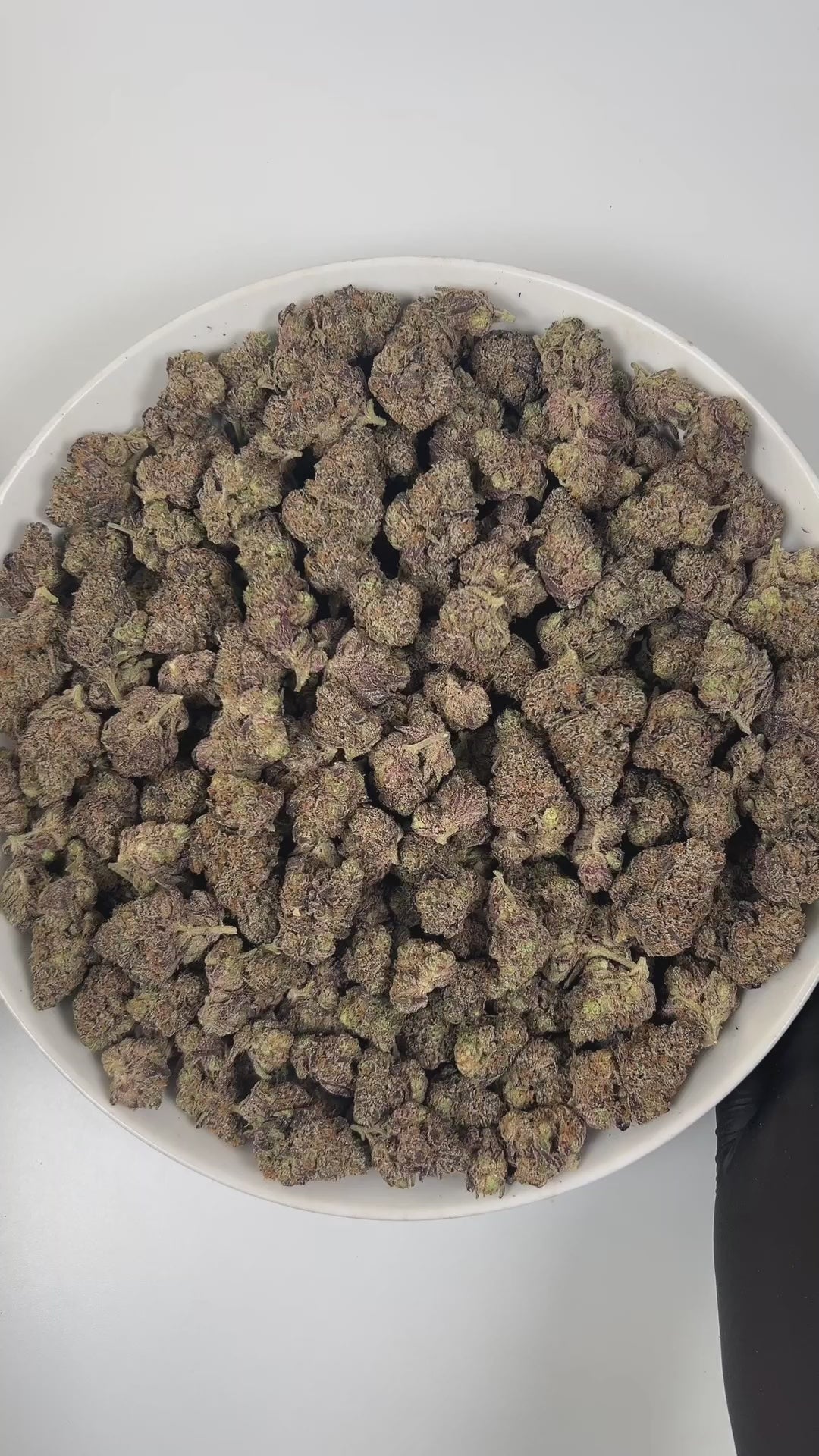 PUFFY Yakuza is a balanced hybrid THCa strain, expertly bred by crossing the iconic Gushers (TK41) with Sunset Sherbert BX. The aroma is a delightful blend of ripe berries, sweet undertones, and a warm touch of vanilla, creating a rich and inviting fragrance. Visually, the buds are dense and vibrant, showcasing a mix of green and purple hues, adorned with bright orange pistils and a heavy coating of sparkling crystalline trichomes. Consumers often report feeling uplifted, creatively inspired, and sharply fo