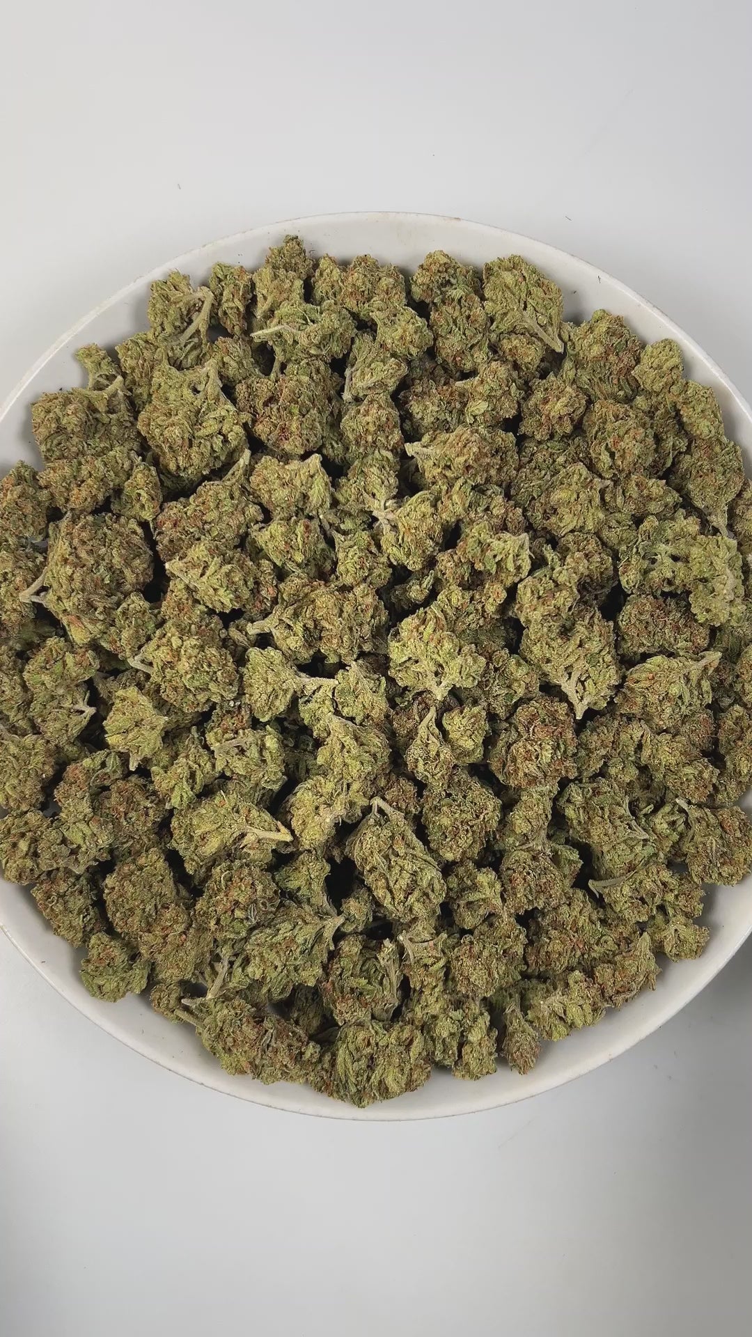 PUFFY Orange Bang is a hybrid THCa strain, expertly crafted from a potent cross between 2010 White, Orange Cookies, and Blowpops genetics. The aroma is a vibrant blend of bright orange, zesty citrus notes, and fresh pine, creating an invigorating and uplifting scent experience. Visually, dense bright green buds with purple hues and fiery orange pistils are coated in sticky trichomes. Consumers often report feeling happy, uplifted, and energetic, with a boost of creativity that pairs beautifully with an over