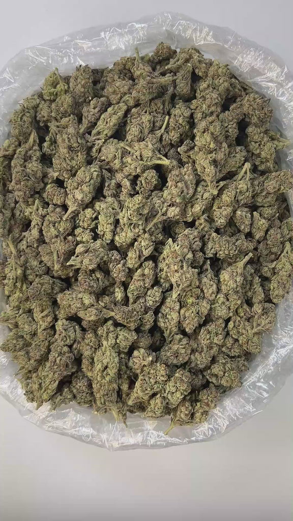 PUFFY Space Cakes is a balanced hybrid THCa strain created from the flavorful cross of Girl Scout Cookies (GSC) and Snow Lotus. Aroma is a striking fusion of sharp chemical notes layered with vibrant tropical undertones and soft floral hints, resulting in a bold yet balanced sensory experience that's both exotic and intriguing. Visually, the dense, grape-shaped buds range from forest to dark green, with bright orange pistils, frosty amber trichomes, and occasional purple hues. Consumers often report an upli