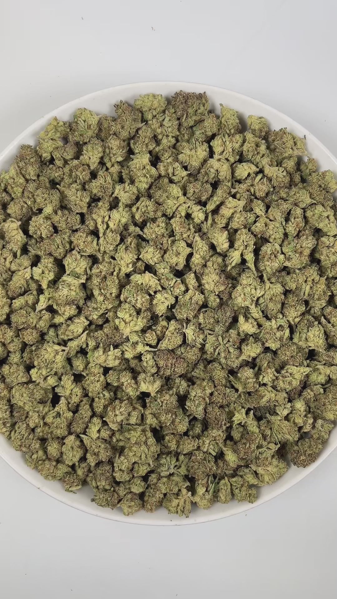 PUFFY Ice Cream Cake (smalls) is an Indica-dominant hybrid THCa strain, born from the potent cross between Wedding Cake and Gelato #33. The aroma is a luscious blend of creamy, vanilla, and fruity notes that immediately delights the senses. Visually, its buds are dense and chunky, showcasing a vibrant mix of green and purple hues with occasional touches of lavender, accented by fiery orange pistils. Consumers often report an experience that begins with a euphoric, uplifting cerebral high, gradually 
easing 