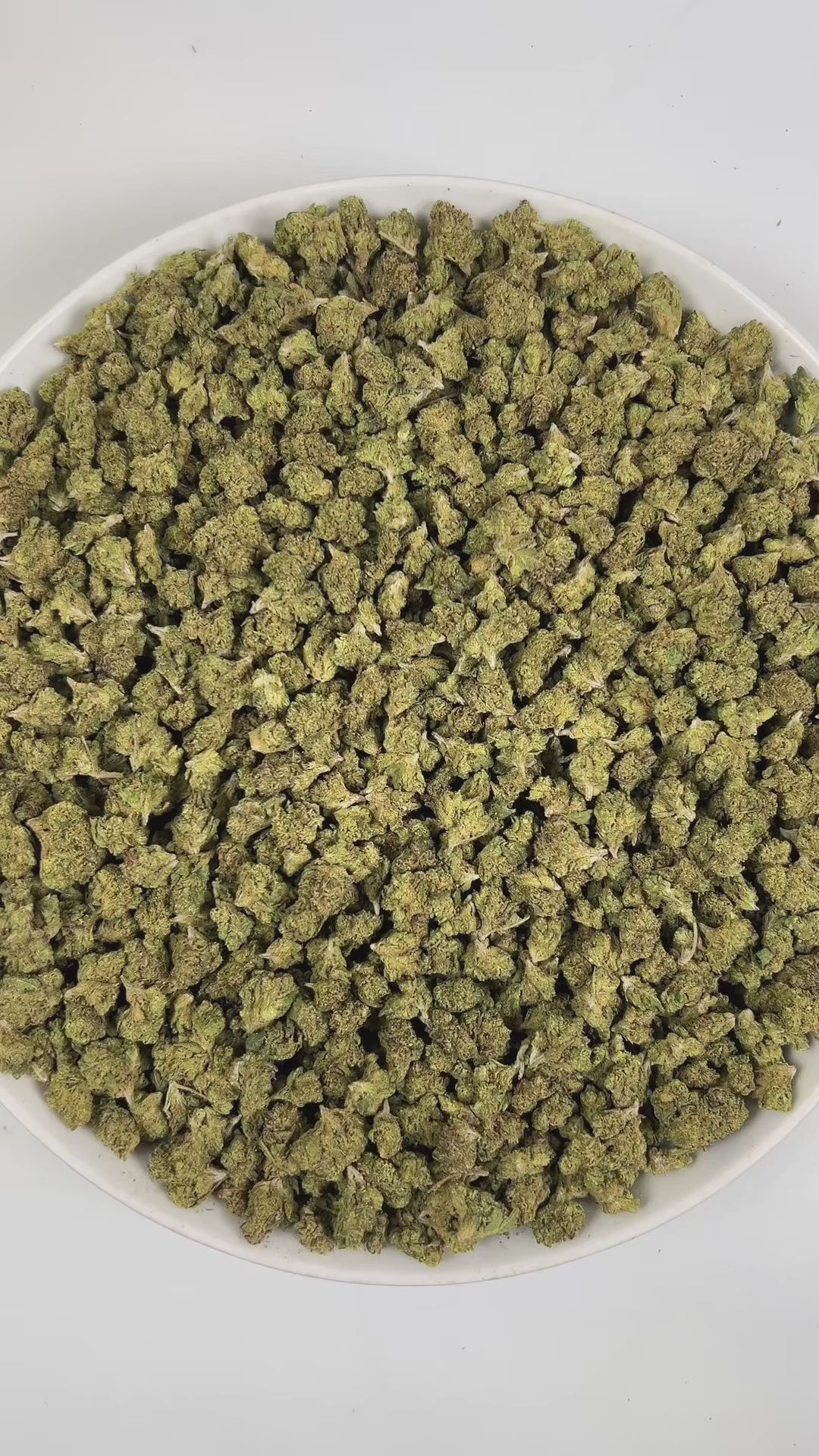 PUFFY Gelato #41 (smalls) is an indica-dominant hybrid THCa strain, expertly crafted from a potent cross between Sunset Sherbet and Thin Mint Cookies. The aroma is a bold blend of sharp chemicals, zesty citrus, and pungent gassy notes, creating a striking and memorable scent profile. Visually, buds are dense and frosty, featuring deep green and purple hues with bright orange pistils and a thick coating of sparkling trichomes. Consumers often report an uplifting euphoria that energizes the mind, boosts creat