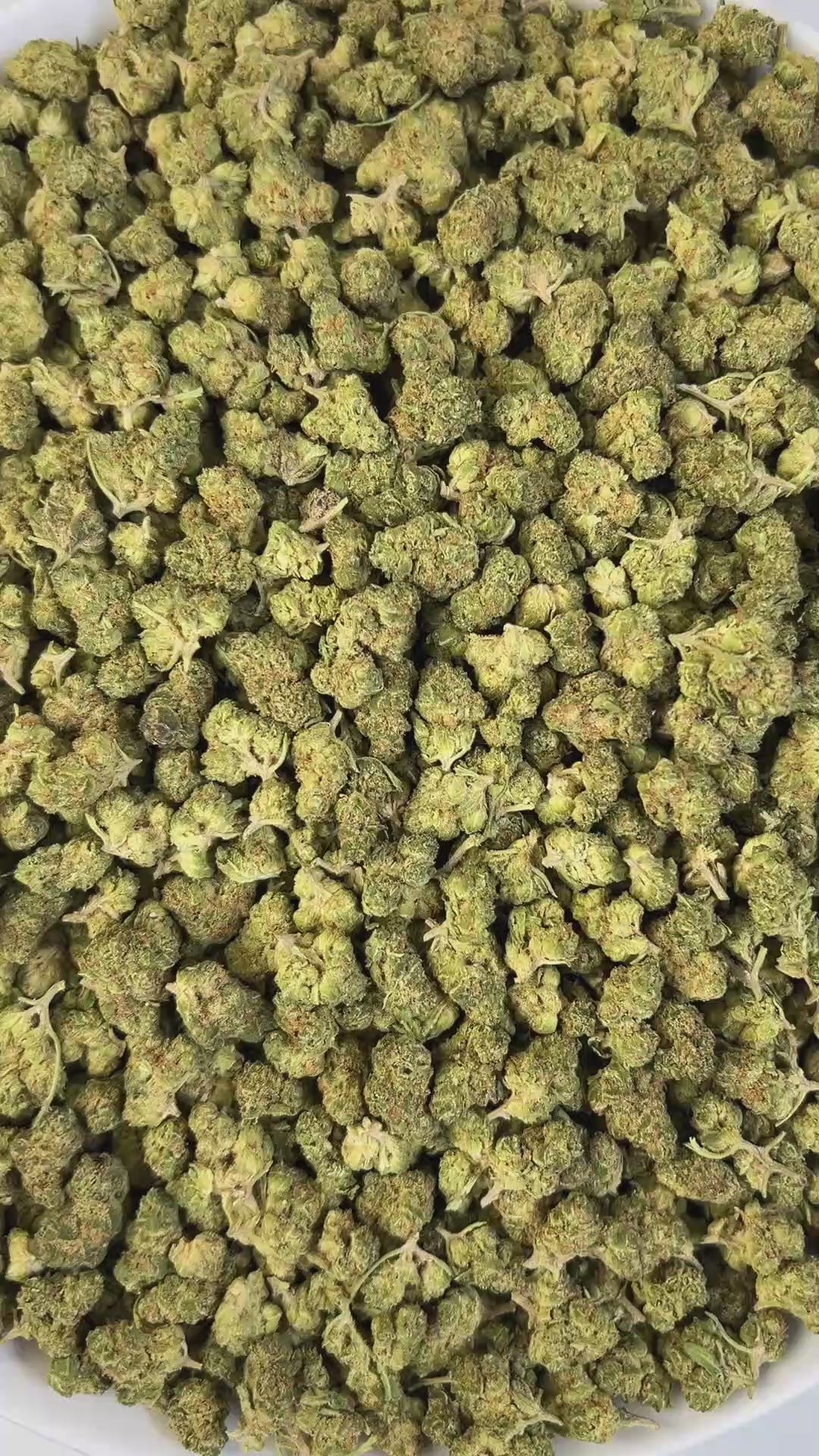 PUFFY Sour Fritter (smalls) is a sativa-dominant THCa strain born from the flavorful union of Apple Fritter and Sour Diesel. The aroma is a bold fusion of gassy diesel notes layered with a sharp chemical edge, rounded out by an underlying sweet finish. Visually, the buds are dense and compact, showcasing deep forest greens with flashes of royal purple and silver, accented by fiery orange pistils and blanketed in a sparkling frost of glistening trichomes. Consumers often report its effects as a bright, mind-