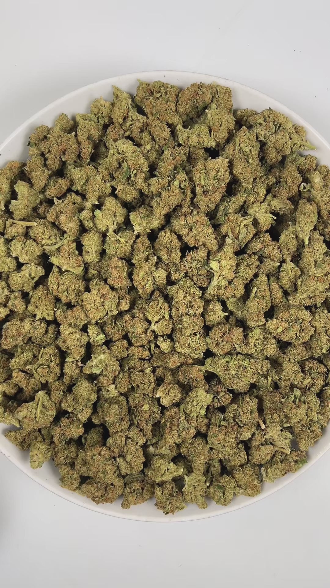 PUFFY GMO, also known as Garlic Cookies, is an indica-dominant hybrid THCa strain crafted from the legendary lineage of Girl Scout Cookies and Chemdawg. The aroma is a bold blend of gassy, pungent onion notes layered with earthy herbal undertones, creating a sharp and savory scent profile. Visually, buds are dense and frosty, featuring spring green and purple hues with bright orange pistils and a thick coating of sparkling trichomes. Consumers often report euphoric and uplifting mental effects that elevate 