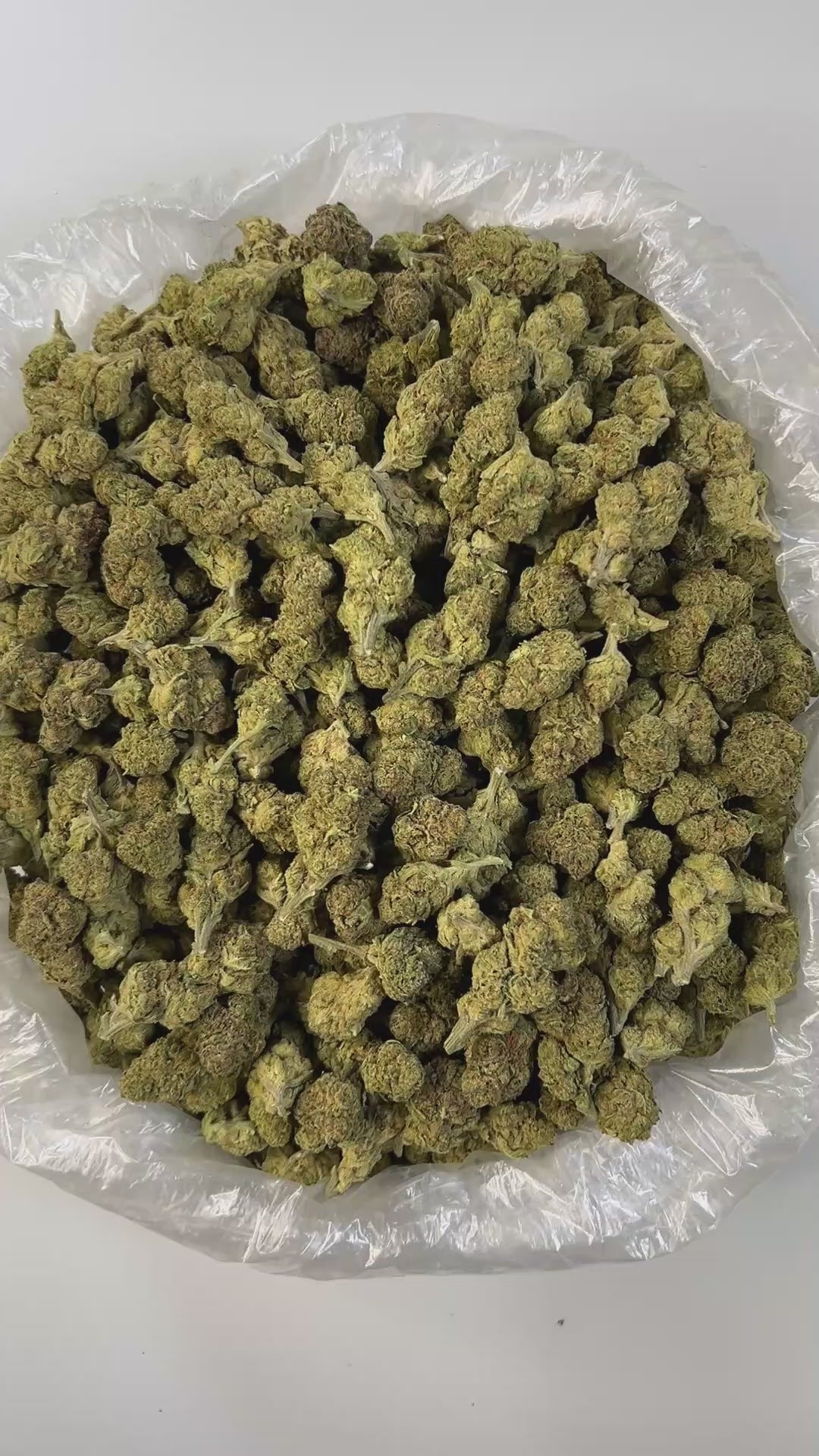 Puffy White Lotus is an indica-dominant hybrid THCa strain resulting from a cross between The White and Snow Lotus. The aroma is a bold medley of funk, ripe peaches, and pungent blue cheese, perfectly mirroring the strain’s complex and unforgettable flavor. Visually, the buds are striking: medium-sized and dense with a light minty-green hue, adorned with olive-toned sugar leaves, fiery orange pistils, and a thick, milky-white layer of trichomes that give it a frosted appearance. Consumers often report that 