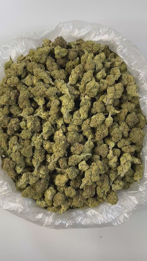 Puffy White Lotus is an indica-dominant hybrid THCa strain resulting from a cross between The White and Snow Lotus. The aroma is a bold medley of funk, ripe peaches, and pungent blue cheese, perfectly mirroring the strain’s complex and unforgettable flavor. Visually, the buds are striking: medium-sized and dense with a light minty-green hue, adorned with olive-toned sugar leaves, fiery orange pistils, and a thick, milky-white layer of trichomes that give it a frosted appearance. Consumers often report that 